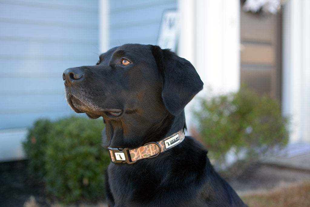 Dog Collar