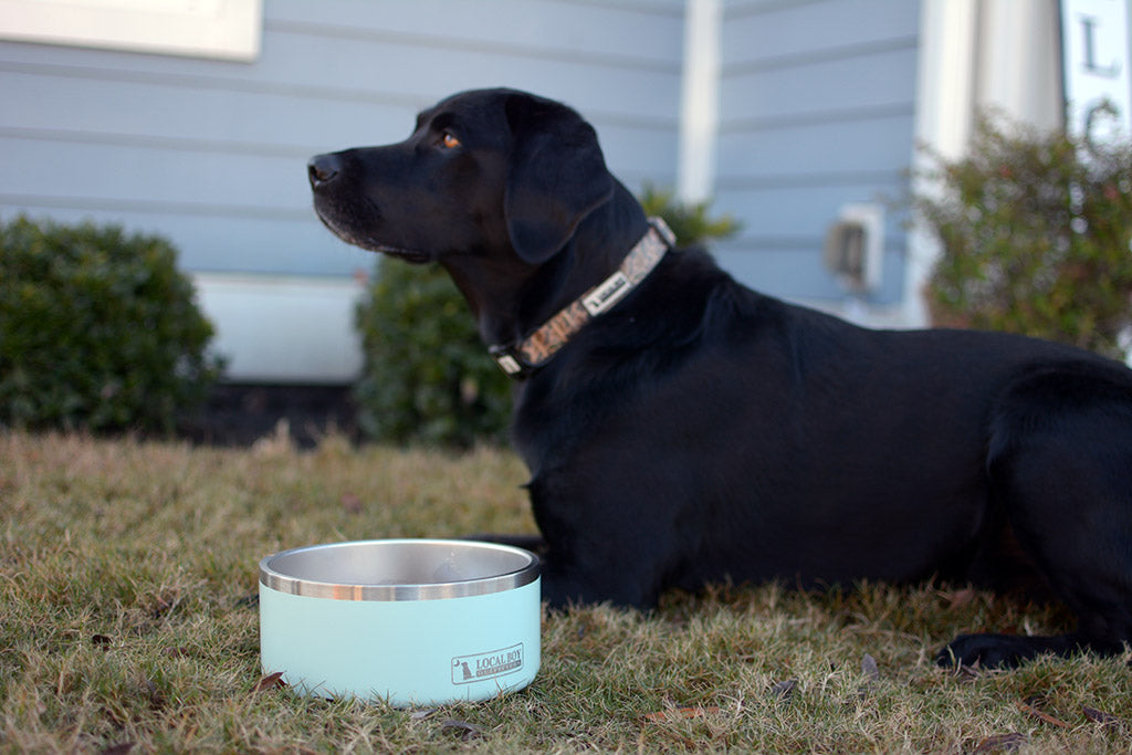 Dog Bowl