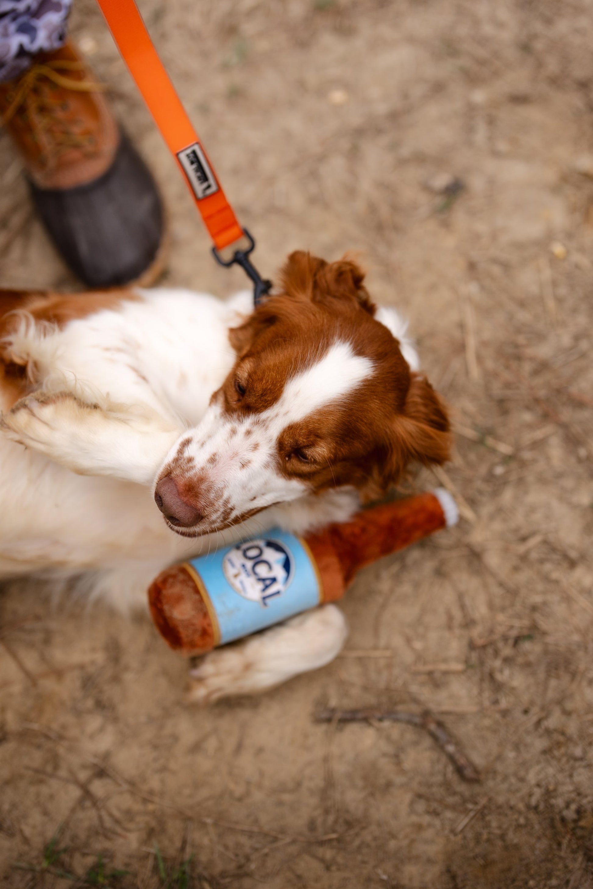 Dog playing with a bottle toy on a leash