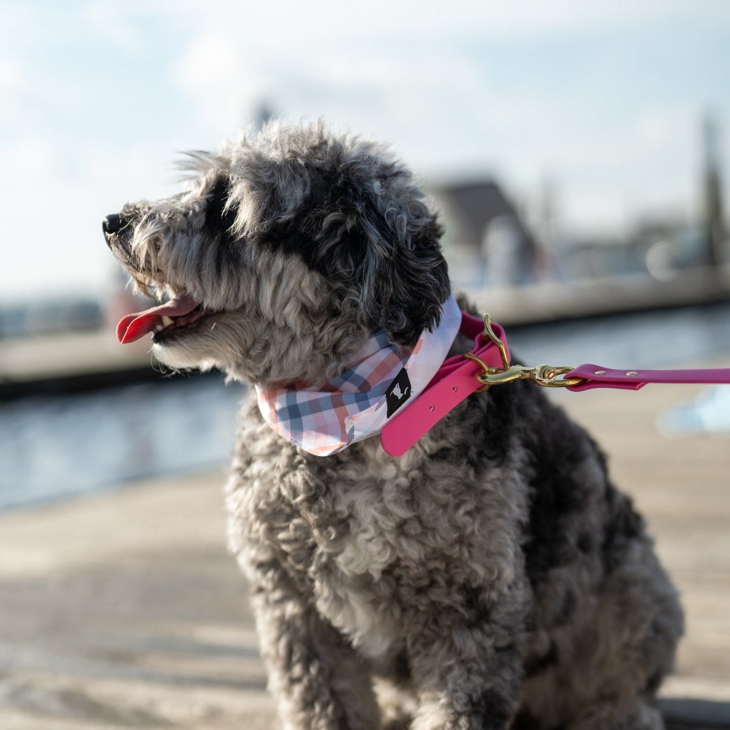 Biothane Dog Collar - Pink