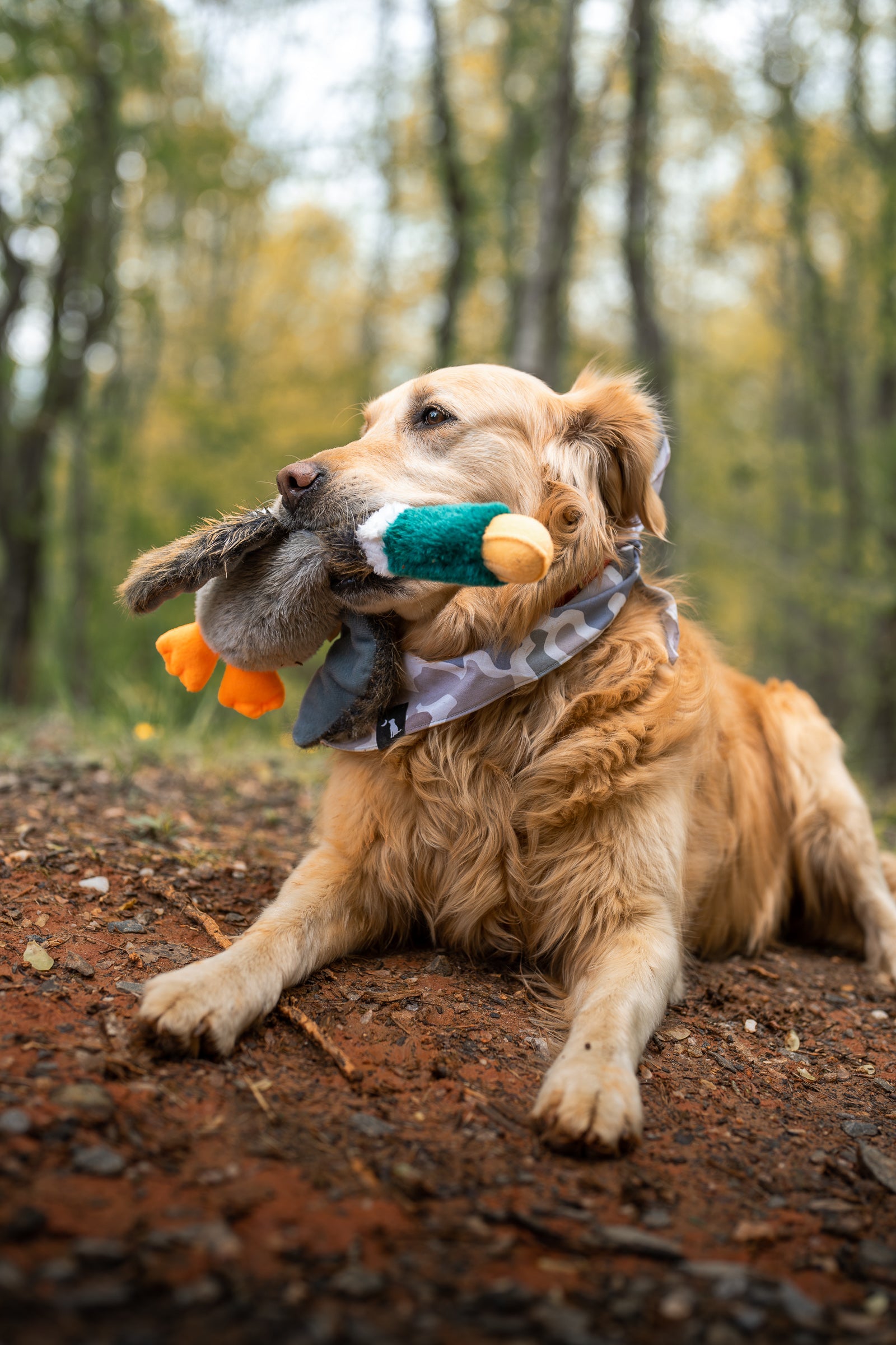 Duck toy retriever hotsell