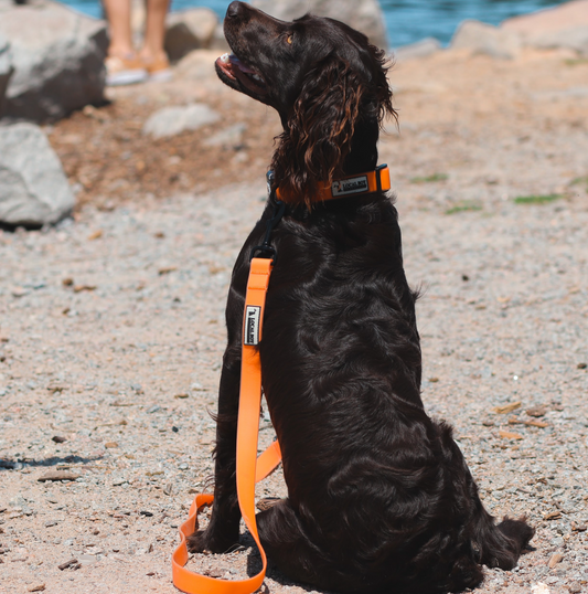 Dog Collar